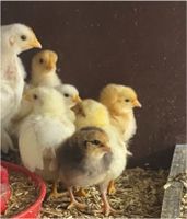 Hühner Legehennen Küken Hessen - Eichenzell Vorschau