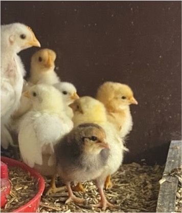 Hühner Legehennen Küken in Eichenzell