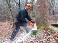 Bäumfällung Baumschnitt Baumpflege Sturmschaden Hecke schneiden Niedersachsen - Neetze Vorschau