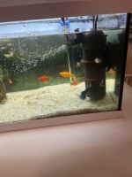 Komplett-Aquarium mit viele Fische Nordrhein-Westfalen - Paderborn Vorschau