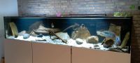 Aquarium, 300*70*60 Nordrhein-Westfalen - Nottuln Vorschau
