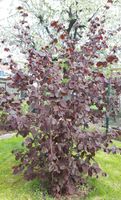 Haselnuss - rotblättrige Zellernuss - Corylus avellana Sachsen - Hainichen Vorschau