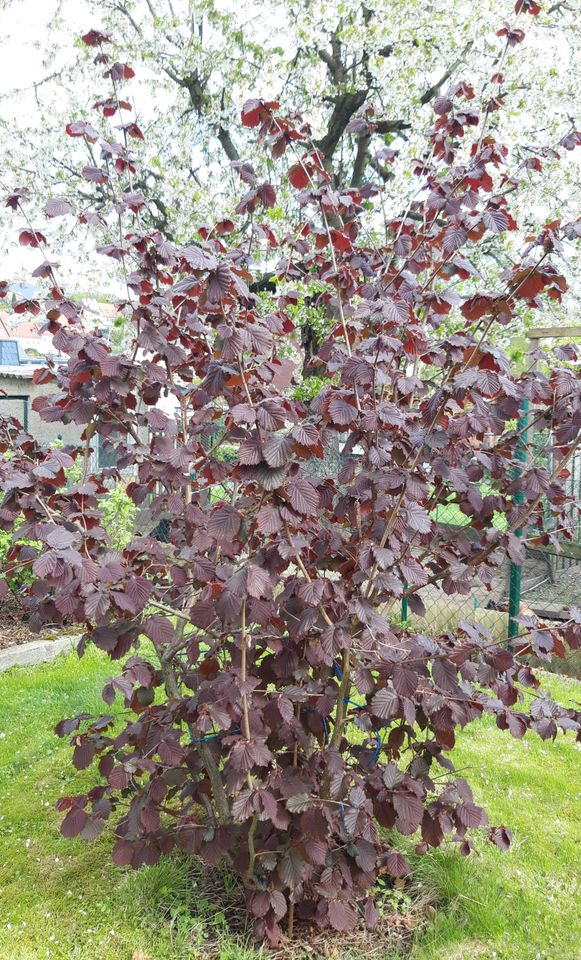 Haselnuss - rotblättrige Zellernuss - Corylus avellana in Hainichen