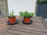Oregano und Salatraukenpflanzen Rucola für's Beet Brandenburg - Fredersdorf-Vogelsdorf Vorschau