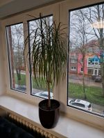 Pflanzen 115 cm H Niedersachsen - Cuxhaven Vorschau
