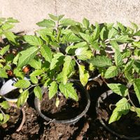 Tomatenpflanzen Bayern - Schwabach Vorschau
