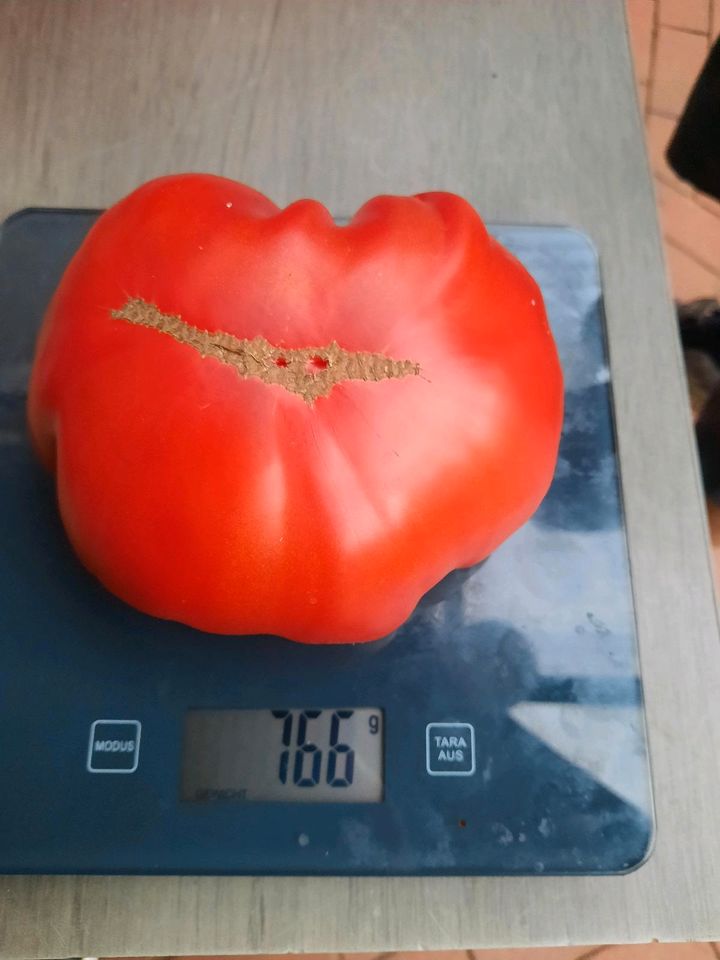 Tomaten Pflanzen verschiedene Sorten zu verkaufen. in Fürstenau