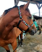 Anspruchsvolle Reitbeteiligung auf Quarter Horse Schleswig-Holstein - Barsbüttel Vorschau