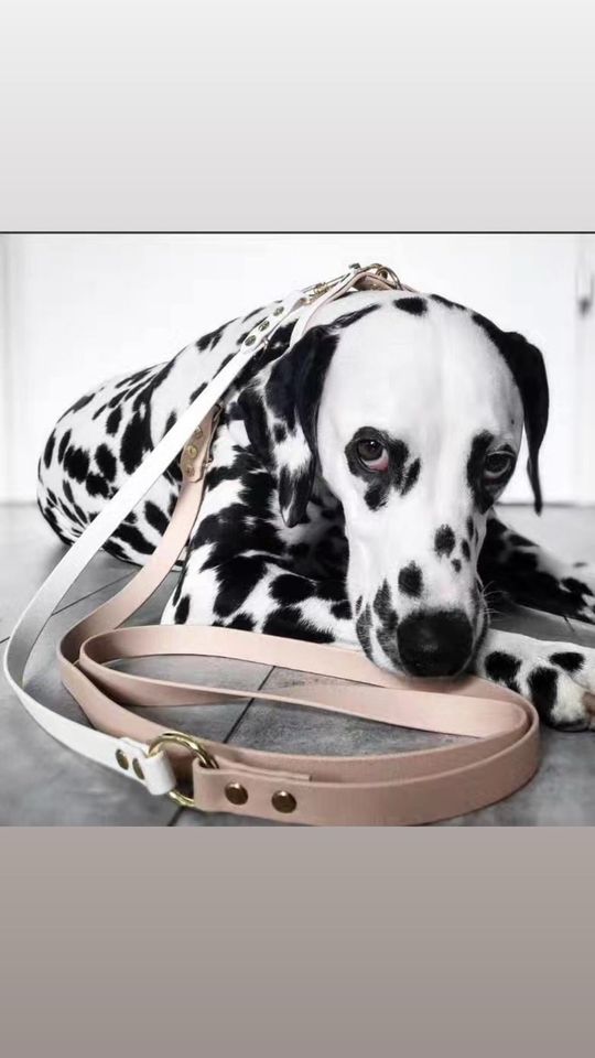 Hundeset handgefertigt Hundehalsband Hundeleine hochwertig in Düsseldorf