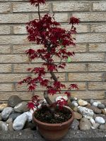 Fächerahorn Bonsai (Acer palmatum Deshojo) Japan Import Saarbrücken-West - Klarenthal Vorschau