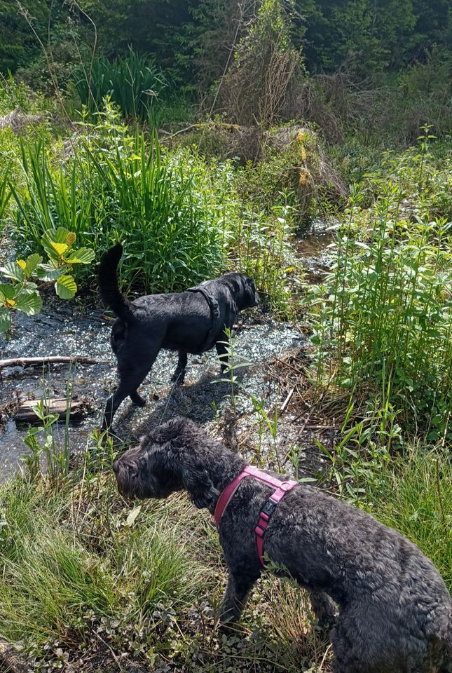 Biete Gassi-Service in kleiner Hundegruppe, Dogwalking, Hundesitt in Koblenz