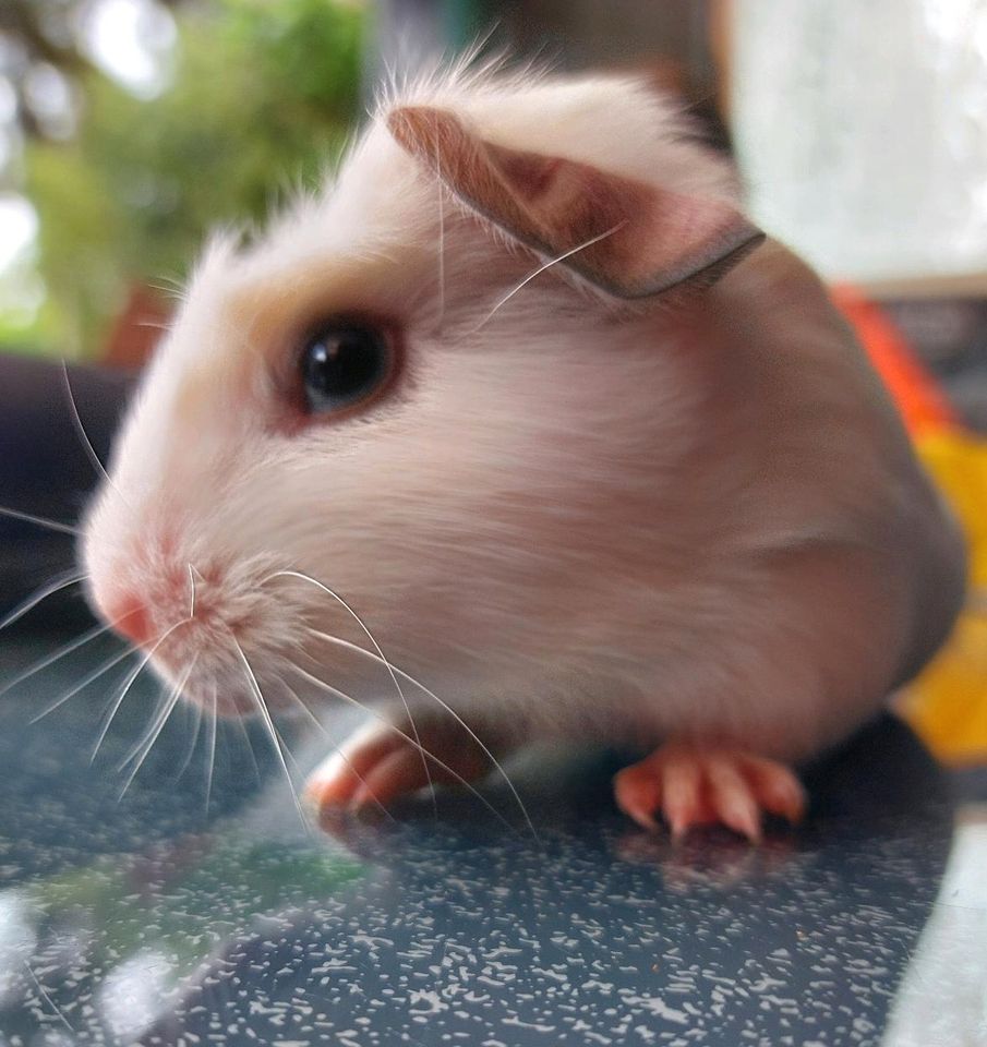 Meerschweinchen Baby Böckchen in Hagen