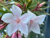 Oleander Harriet Newding weiß Hessen - Lorsch Vorschau