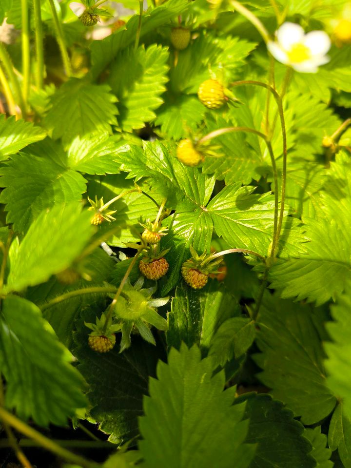 Walderdbeeren Pflanzen zu tauschen in Mannheim