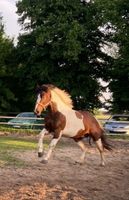 Wunderschöner Painthorse Mix Hengst Brandenburg - Altlandsberg Vorschau