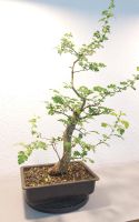 Weißdorn Bonsai Berlin - Charlottenburg Vorschau