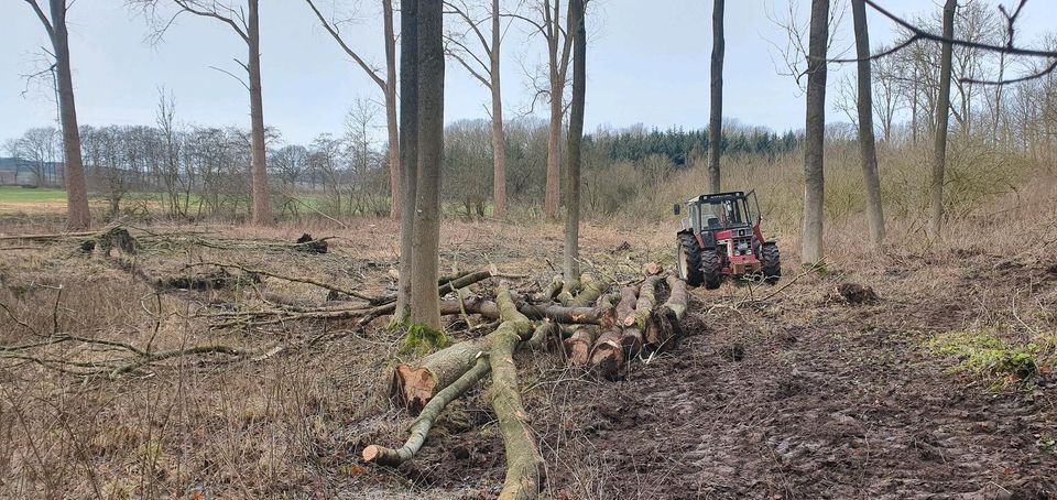 Holzfällung,  Durchforstung, Stammholz,  Knick in Neumünster