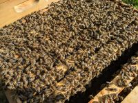 Bienen Bienenvölker Jungvölker Carnica DNM und Dadant US Hessen - Fulda Vorschau