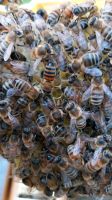 Bienenkönigin Carnica Standbegattet Sachsen - Geyer Vorschau