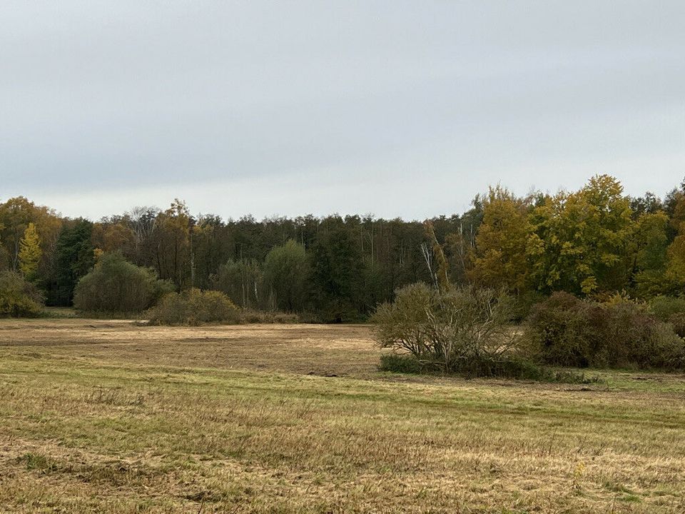 Zeit für Ruhe - 1h Wald.- Wiesengrundstück Stahnsdorf/Güterfelde in Stahnsdorf