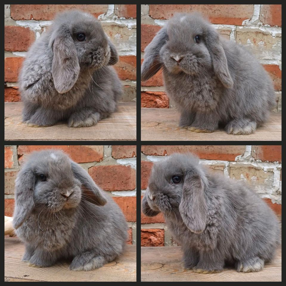 Mini Lop Häsin in Feh HA in Aspenstedt