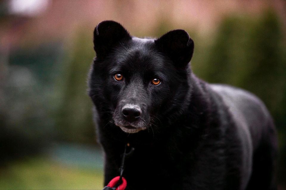 Aaron die schwarze Schönheit mit den wundervollen Augen in Lübstorf