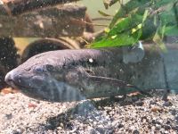 Westafrikanischer Lungenfisch - Protopterus annectens Häfen - Bremerhaven Vorschau