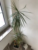 Palme Pflanze Nordrhein-Westfalen - Windeck Vorschau