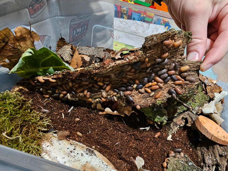 Asseln Armadillidium st lucia. in Haßfurt