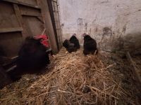 1,2 zwerg orpington schwarz Hühner Niedersachsen - Dörverden Vorschau