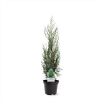 Zypressen-Wacholder Juniperus scopulorum 'Moonglow' 65-85cm Nordrhein-Westfalen - Nordkirchen Vorschau