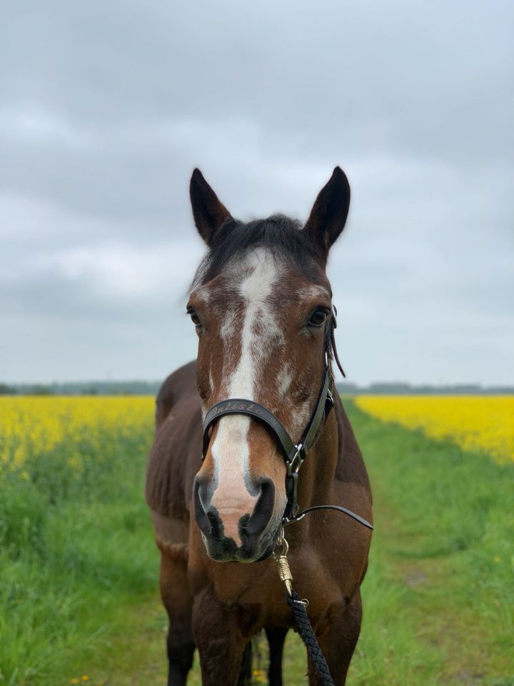 Reitbeteiligungen/ Kinderpony in Brunsbek