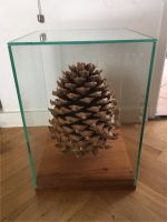Rarität: gigantischer XXL Kiefernzapfen Pinus coulteri Frankfurt am Main - Fechenheim Vorschau