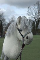 Schönes Hobbyhorse |Neu Nordrhein-Westfalen - Menden Vorschau