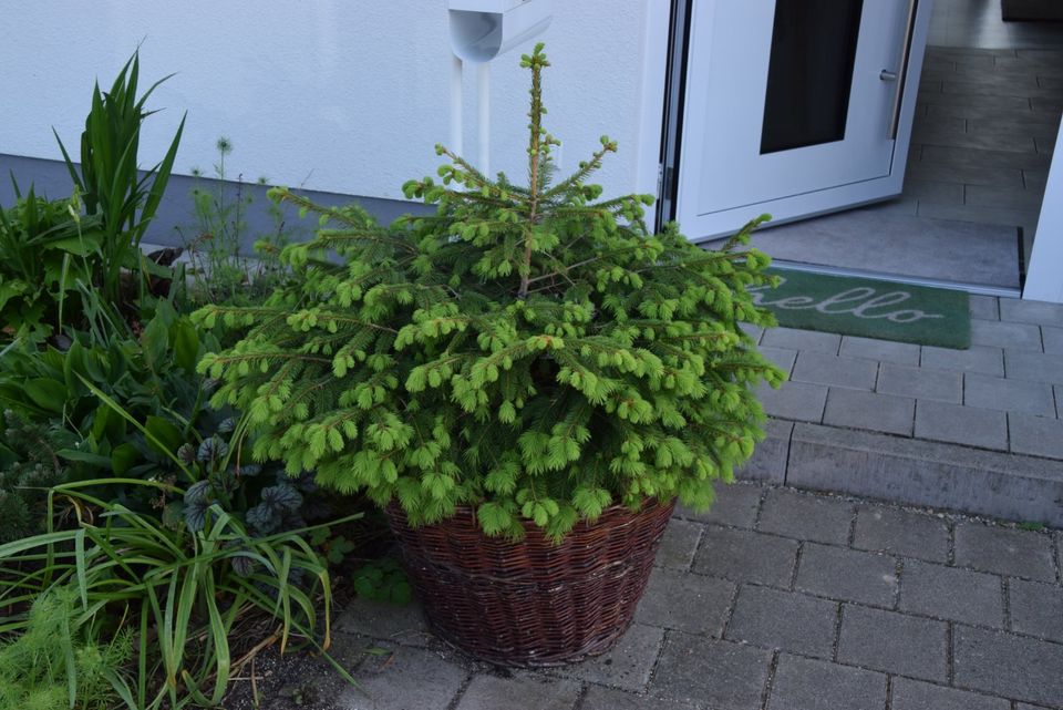 Kleine Tanne, junger Tannenbaum in Linkenheim-Hochstetten