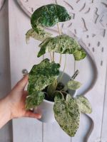 Alocasia Macrorrhiza Splash Albo Variegata Dresden - Äußere Neustadt Vorschau