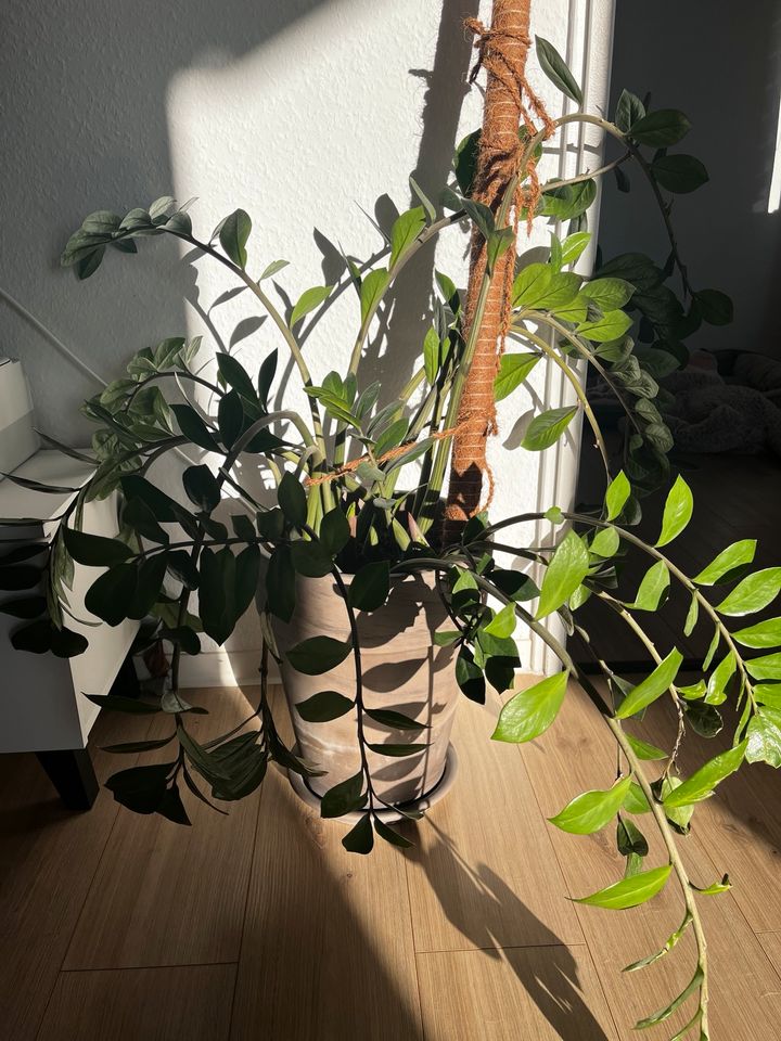 Zimmerpflanze zamioculcas in Flensburg