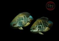 Pfauenaugenbuntbarsch Astronotus sp. "KOLUMBIEN" Brandenburg - Hoppegarten Vorschau