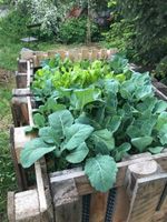 Garten Naturgarten Baumpflege Hecke Grünschnitt Gärtner Laub Erde Sachsen - Eilenburg Vorschau