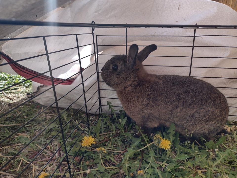 Kaninchen suchen Zuhause in Dischingen