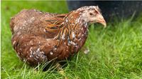 Tricolor Junghennen| Hühner kaufen| Legehennen| Geflügel Nordrhein-Westfalen - Rietberg Vorschau