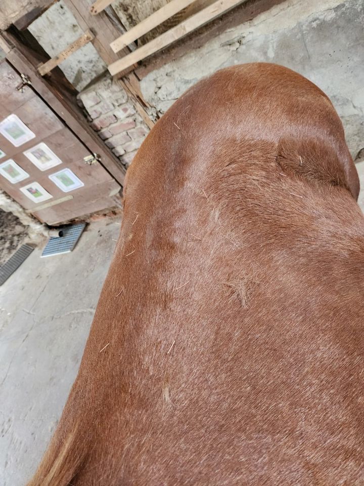 Pferde Physiotherapie Osthepathie Akupunktur Massage Gelassenheit in Velbert