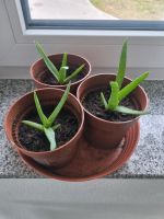 Aloe Vera Pflanzen Bayern - Illertissen Vorschau