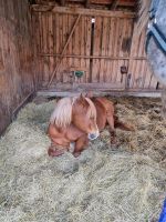 Reitbeteiligung/ pflegebeteiligung ( Pferde suchen Reiter ) Bayern - Waakirchen Vorschau