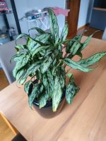 Aglaonema Kolbenfaden im Lechuzatopf Nordrhein-Westfalen - Hückelhoven Vorschau