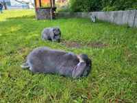 2 Hasen weibchen Kaninchen Häsinnen Saarland - Schiffweiler Vorschau