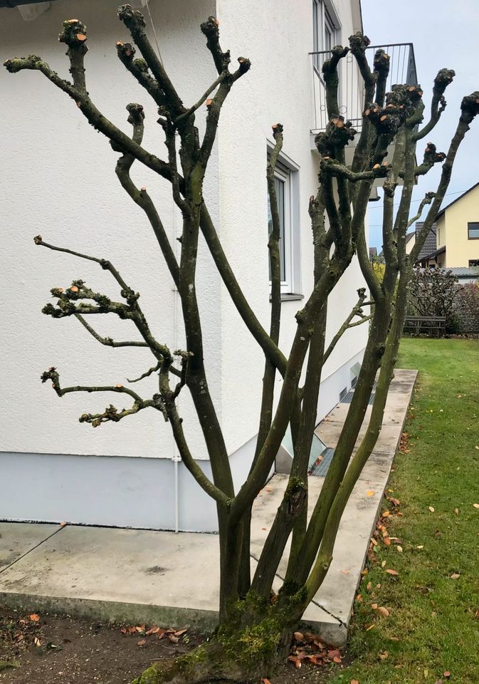 Gartenpflege, Mäharbeiten, Baum- & Strauchschnitt, Laubentfernung in Meitingen