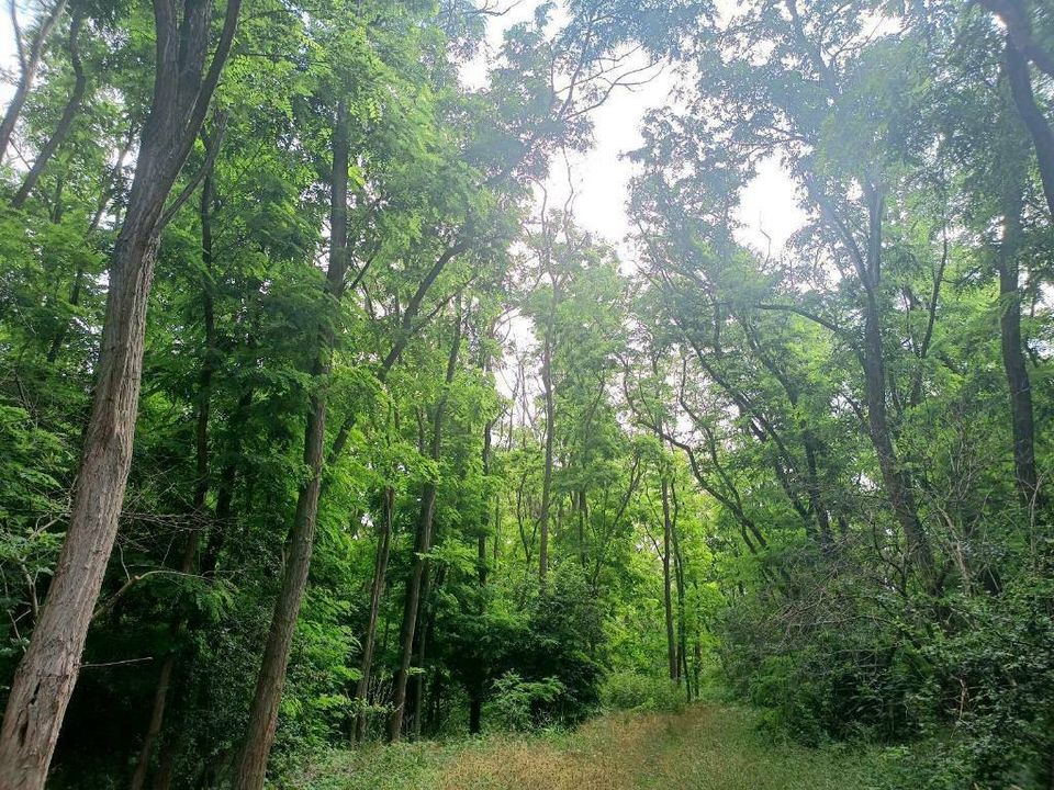 Stämme Robinie Hartholz Holz privat Wald Holzstamm Baumstamm in Halle