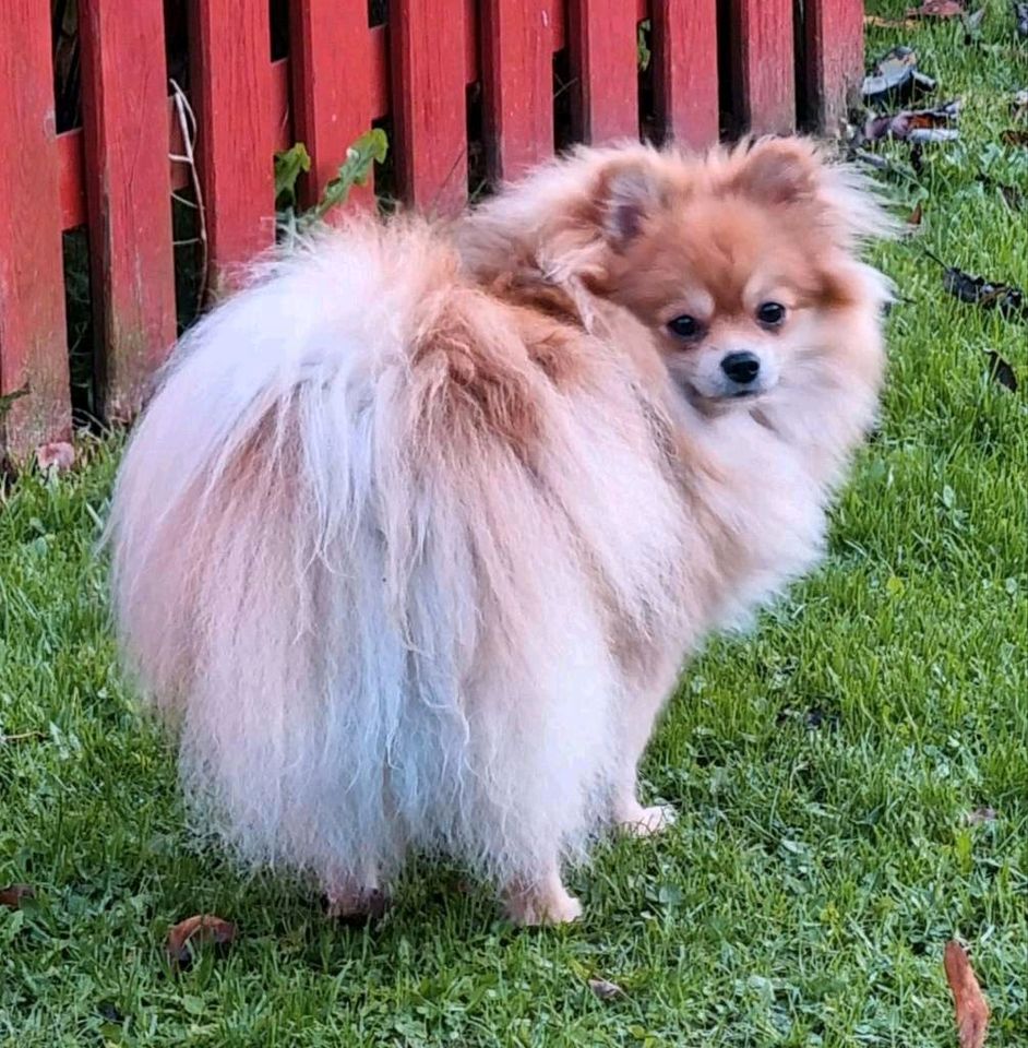 Pomeranian Zwergspitz Boo Welpen in Aurich