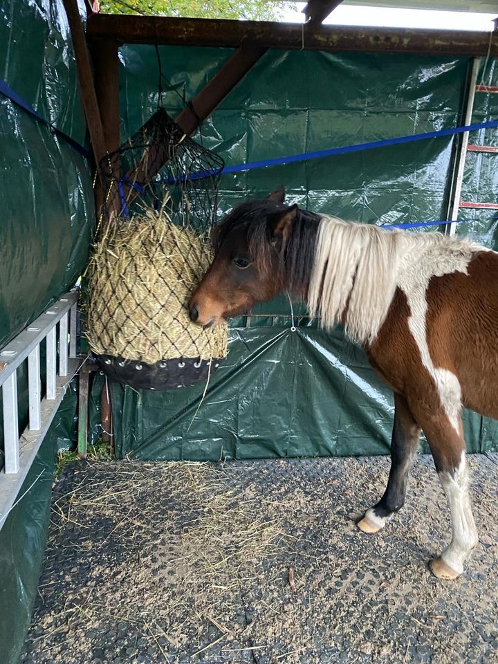 Kinder Curly Horse Pony in Ennepetal